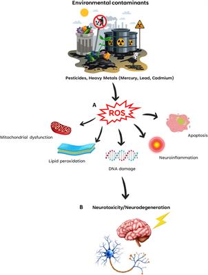 Editorial: Neurobehavioral toxicity induced by environmental contaminants: mechanisms of neurodegeneration and neuroprotection, Volume II